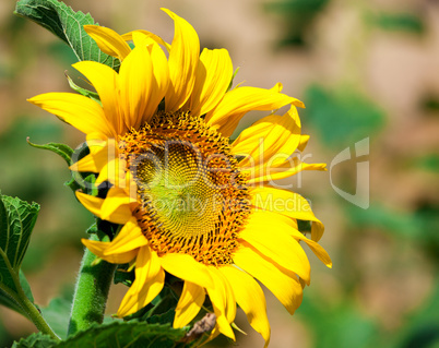 Beautiful yellow sunflower in the field