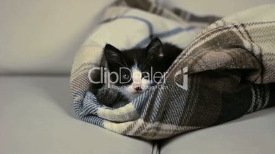 Kitten in the blanket