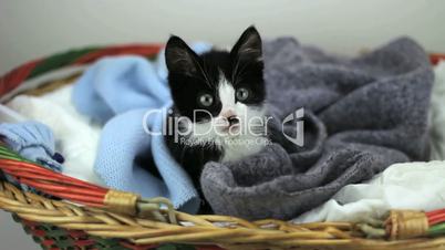 Kitten in the basket