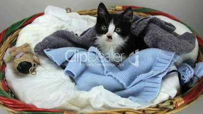 Kitten in the basket