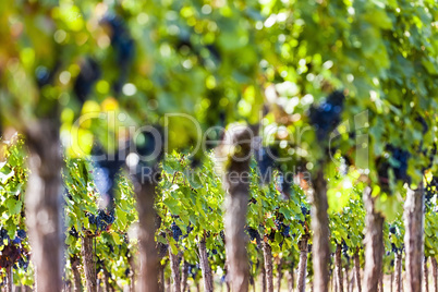 Red grapes in sunlight