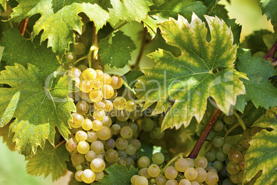 White grapes in sunlight