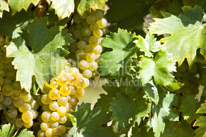 White grapes in sunlight