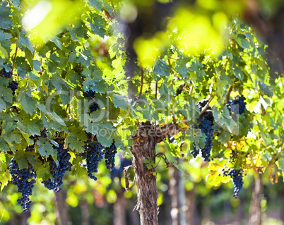 Red grapes in sunlight