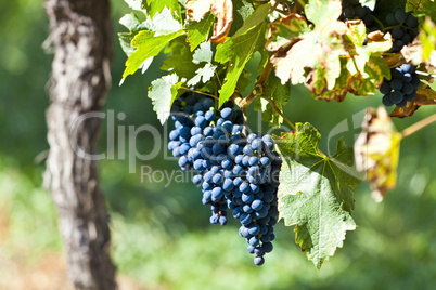 Red grapes in sunlight with vineyard background