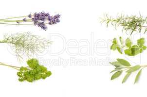 Different herbs