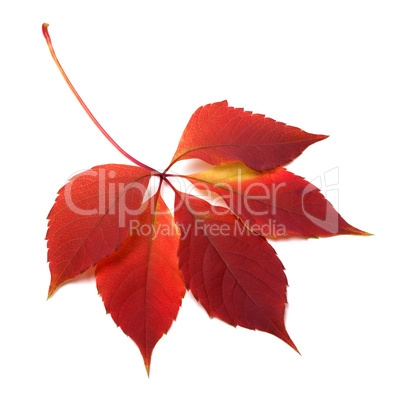 autumn red leaf