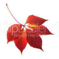 autumn red leaf