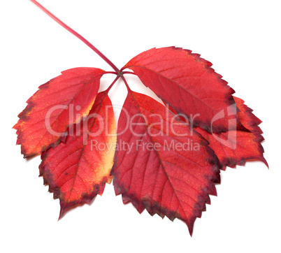 red autumn leaf on white background