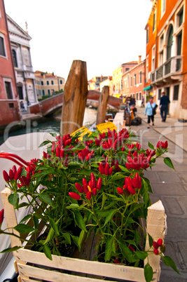 Venice Italy red chili pepper plant