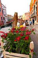 Venice Italy red chili pepper plant