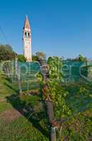 Venice Burano Mazorbo vineyard