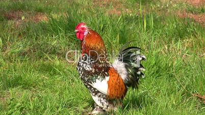 Rooster runs across the grass