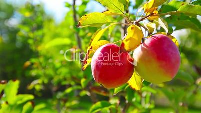 red apples hanging on a tree