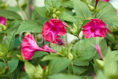 red flowers in flowerbed