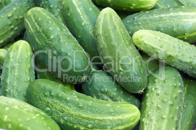 pile of fresh green cucumbers