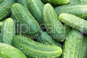 pile of fresh green cucumbers