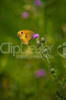 Schmetterling kleines Wiesenvögelchen auf der Blüte