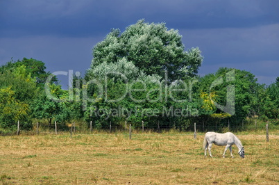 Landschaft mit Pferd - Regenstimmung