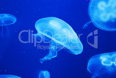 Group of light blue jellyfish