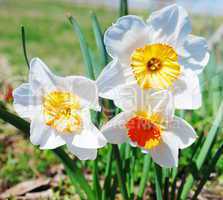 white Narcissus