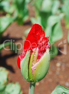 red tulip