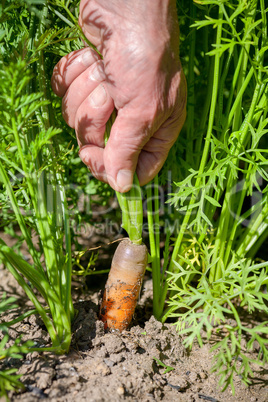 Organic carrot