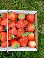strawberry in the box