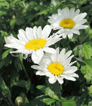 White chamomile