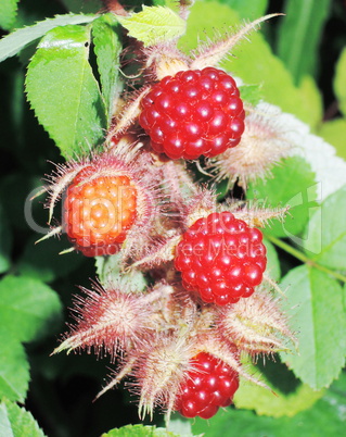 Raspberry bush