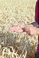 Farmer controls his wheat field