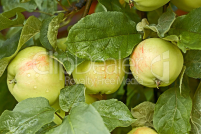 apples with water drops on the tree