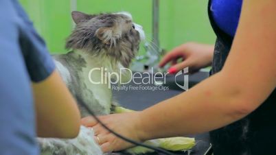 Cat at a veterinary