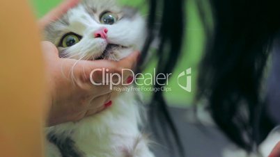 Veterinarian shaving a cat