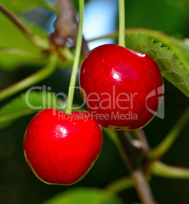 rote Kirschen