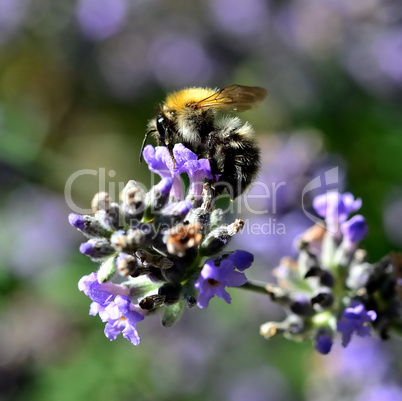 Hummel auf Lavendel