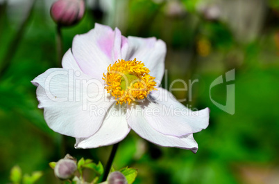 Anemone Blume mit Wassertropfen