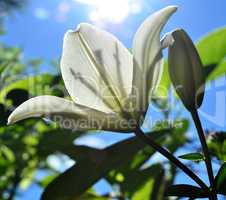 weiße Lilie mit Wassertropfen