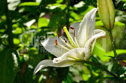 weiße Lilie mit Wassertropfen