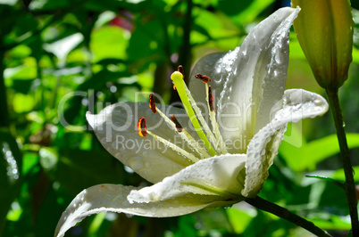 weiße Lilie mit Wassertropfen