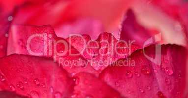 rosa Rose mit Wassertropfen