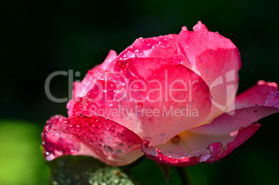 rosa Rose mit Wassertropfen