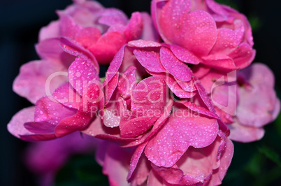 rosa Rose mit Wassertropfen