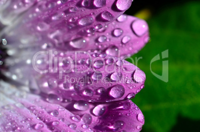 rosa margerite mit Wassertropfen