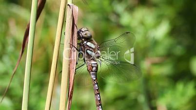 Autumn Hawker - Aeshna mixta