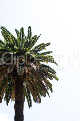 Palm tree