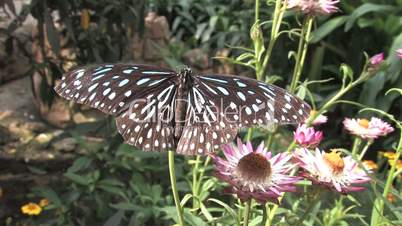 Butterfly, blue-black on pink flowers