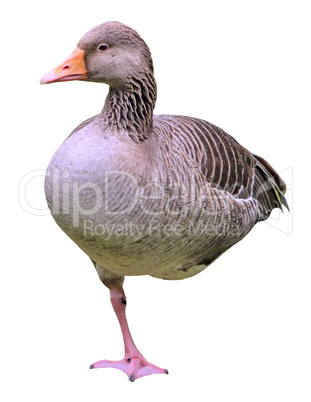 Wild goose on green grass