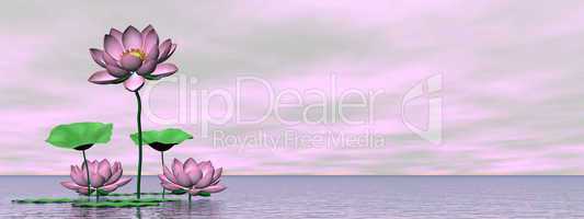 Pink waterlilies and lotus flowers - 3D render