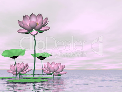 Pink waterlilies and lotus flowers - 3D render